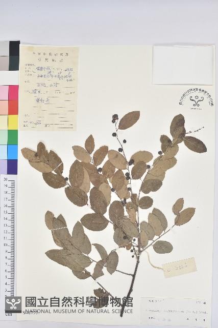 葉底珠、市蔥密花葉底珠藏品圖，第1張