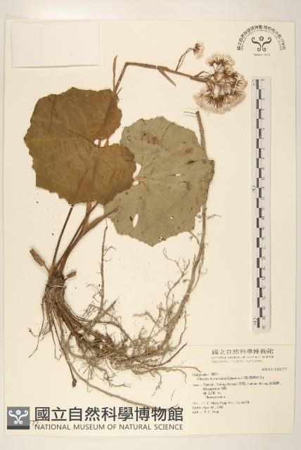 臺灣款冬藏品圖，第1張