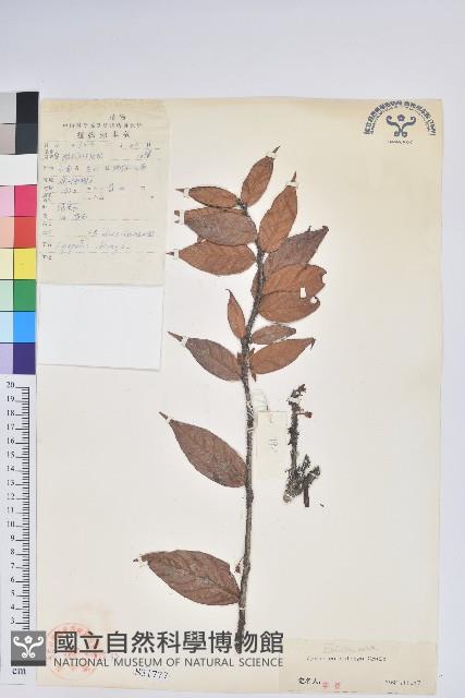 長圓葉樹蘿蔔藏品圖，第1張