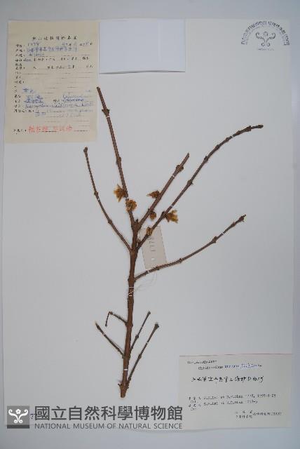 臘梅藏品圖，第1張