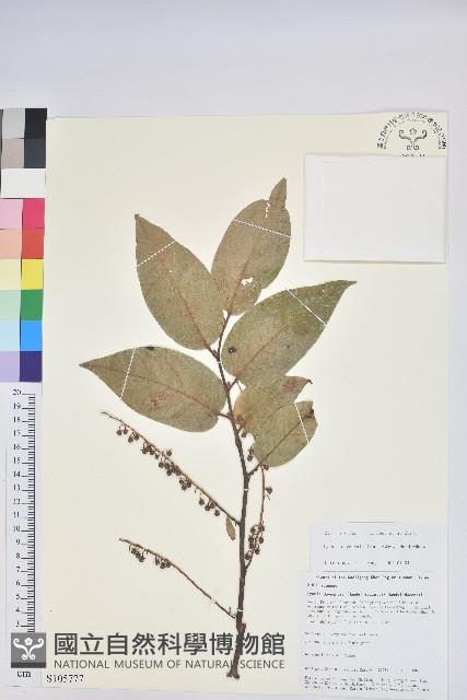 團葉南燭藏品圖，第1張