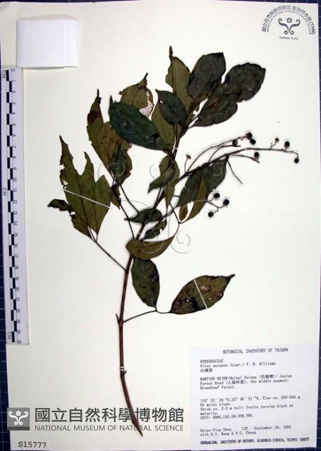 山埔姜藏品圖，第1張