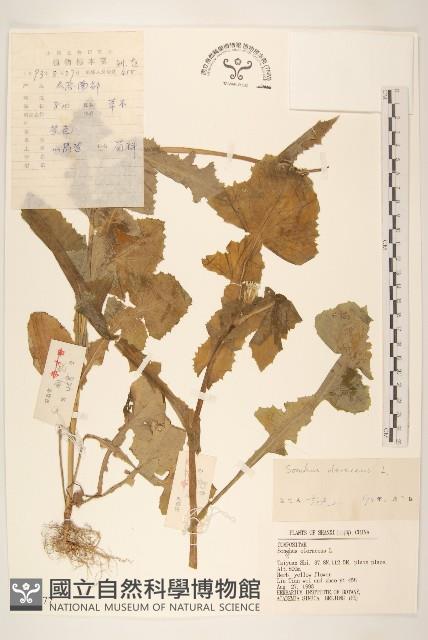 苦滇菜、苦菜藏品圖，第1張