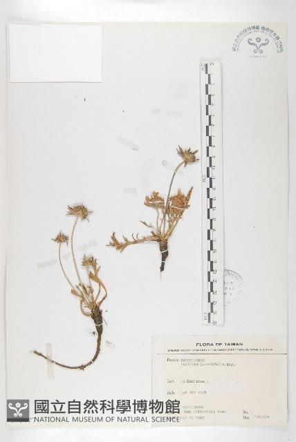 玉山山蘿蔔藏品圖，第1張