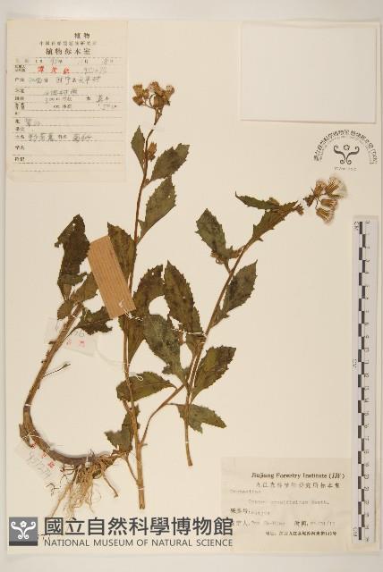 野茼蒿藏品圖，第1張