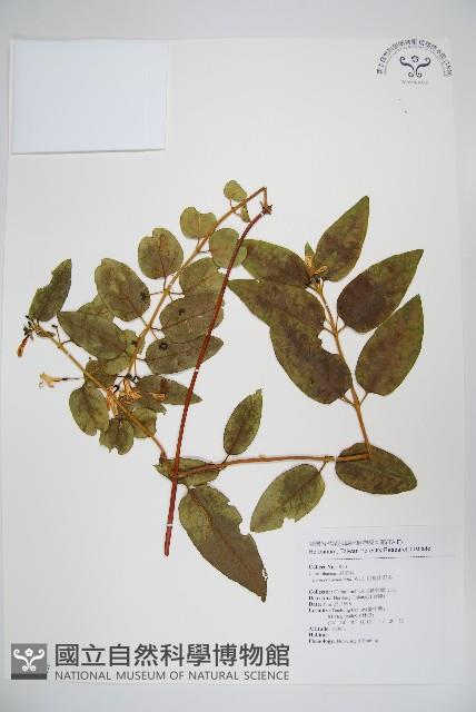 阿里山忍冬、漸尖葉忍冬藏品圖，第1張