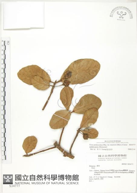 鵝鑾鼻蔓榕藏品圖，第1張