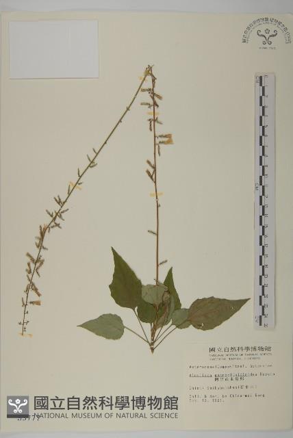 阿里山鬼督郵藏品圖，第1張