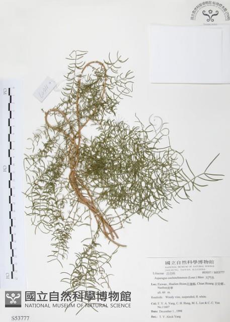 天門冬藏品圖，第1張