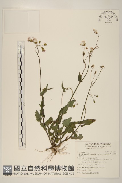 紫背草藏品圖，第1張