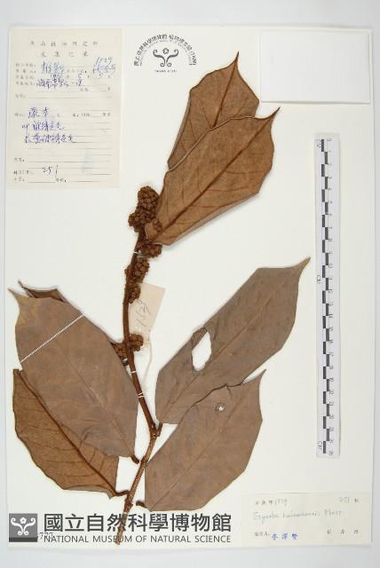 海南麻辣仔藤藏品圖，第1張