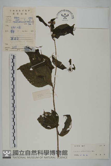 麻葉蟛蜞菊藏品圖，第1張
