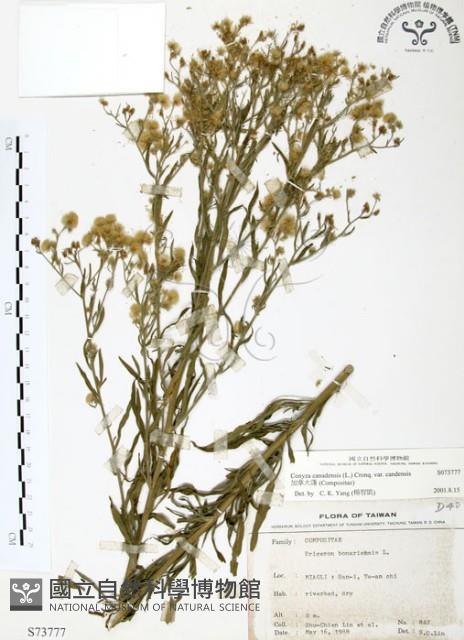 加拿大蓬藏品圖，第1張