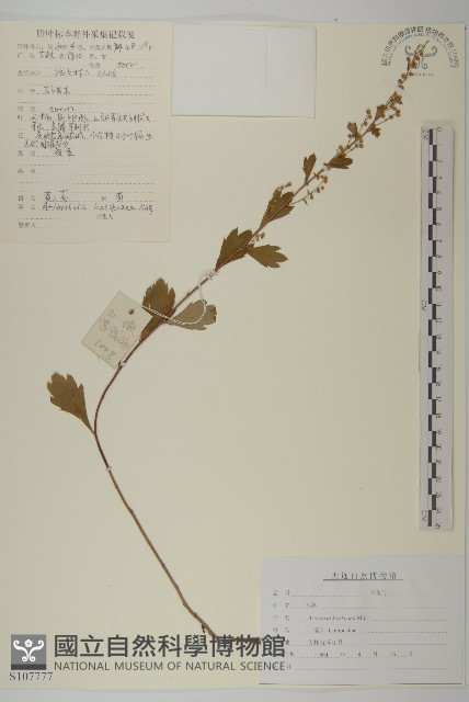 庵蒿藏品圖，第1張