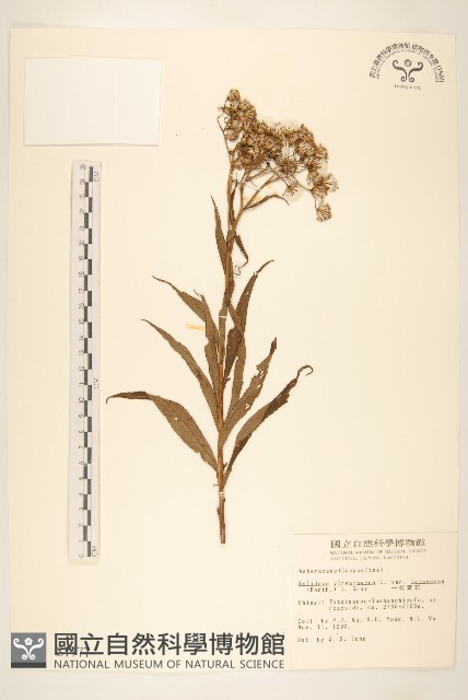 冷清草藏品圖，第1張