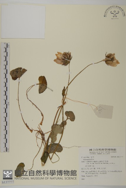 登錄號:S137777藏品圖，第1張