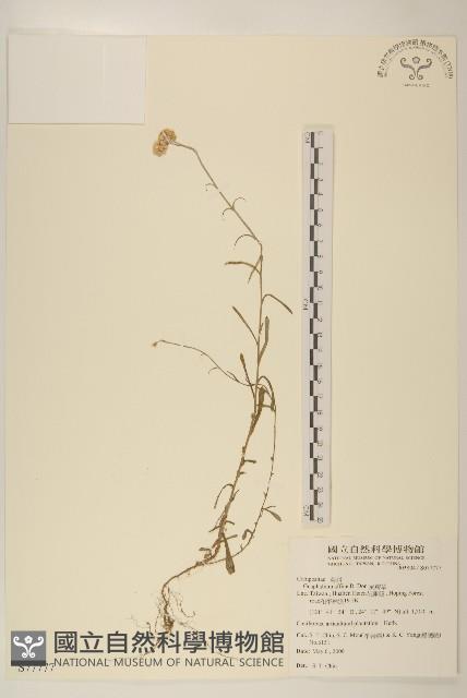 鼠麴草藏品圖，第1張