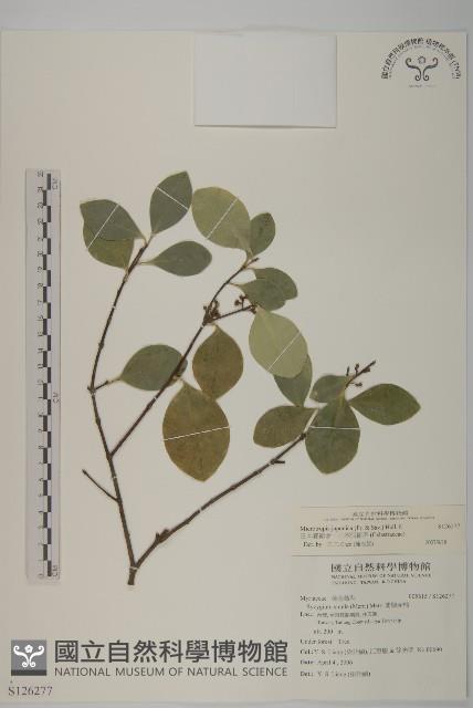 日本賽衛矛、日本假衛矛藏品圖，第1張