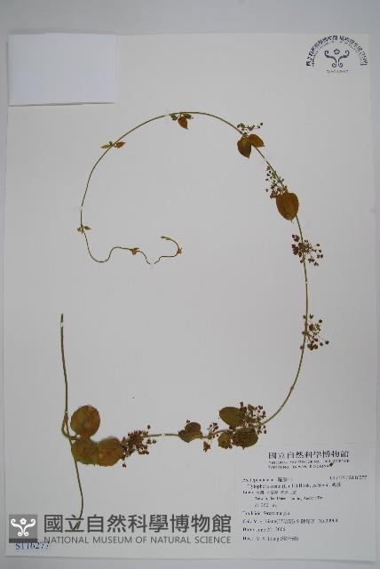 鷗蔓藏品圖，第1張