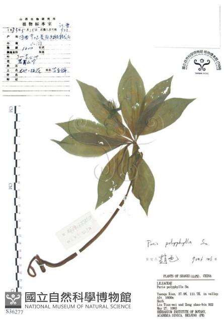 七葉一枝花藏品圖，第1張