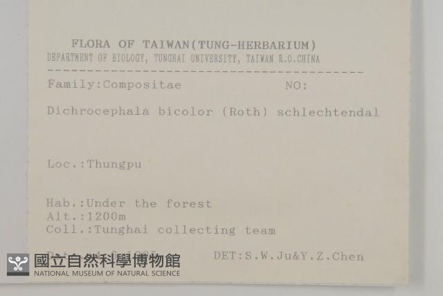 茯苓菜藏品圖，第1張