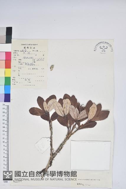 血紅杜鵑藏品圖，第1張