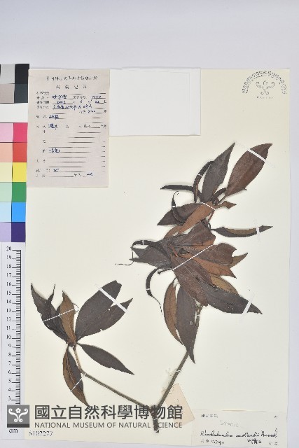 絲線吊芙蓉藏品圖，第1張