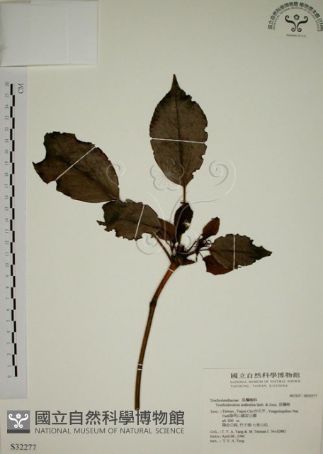 昆欄樹藏品圖，第1張