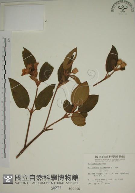 野牡丹藏品圖，第1張