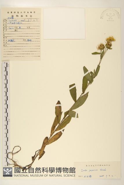 旋覆花藏品圖，第1張