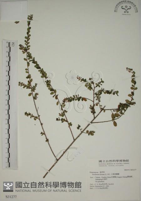 小葉黃鱔藤藏品圖，第1張