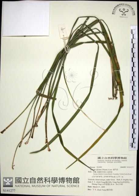 麥門冬藏品圖，第1張