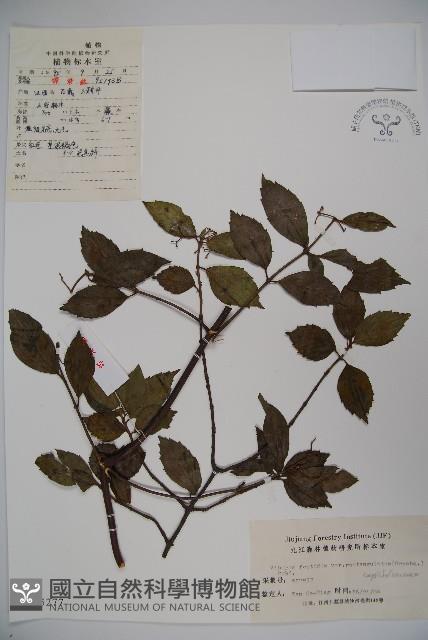 狹葉莢迷藏品圖，第1張