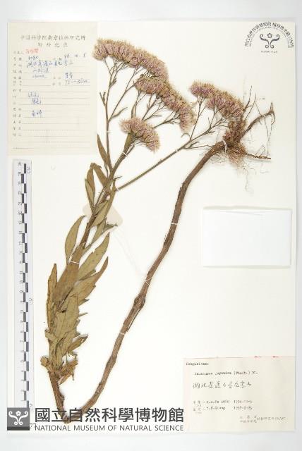 鳳毛菊藏品圖，第1張