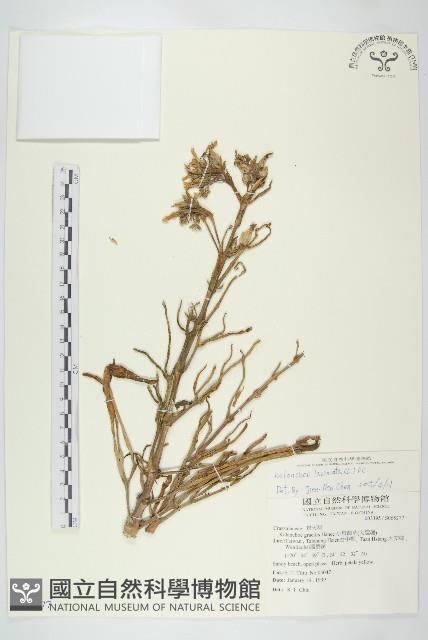 伽藍菜、倒吊蓮藏品圖，第1張