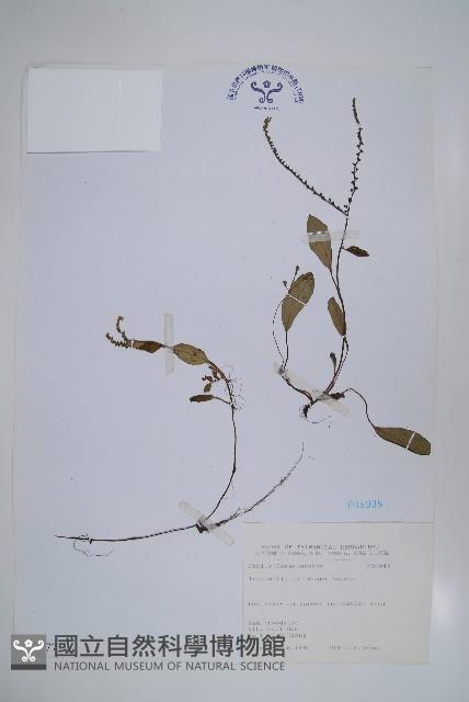 臺灣附地草藏品圖，第1張