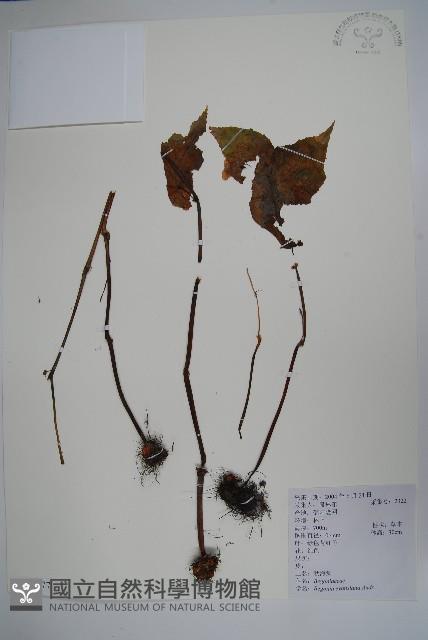 Accession Number:S104277 Collection Image, Figure 1, Total 2 Figures