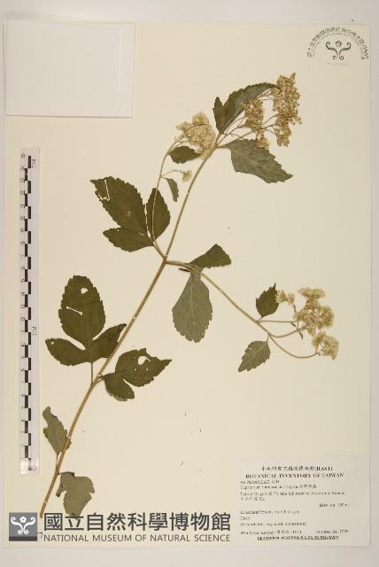 臺灣澤蘭藏品圖，第1張