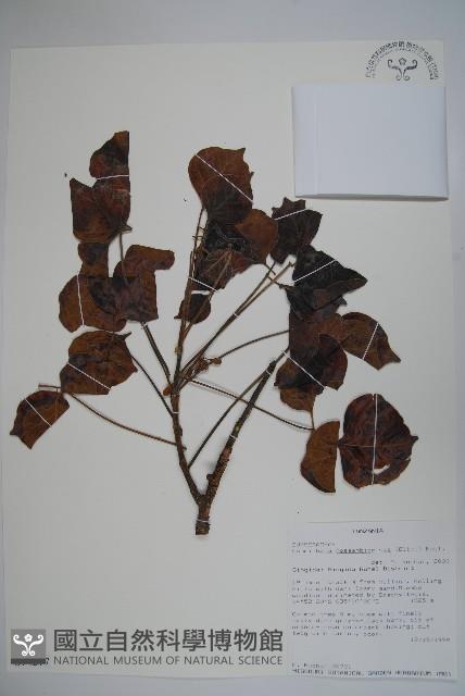 登錄號:S094277藏品圖，第1張