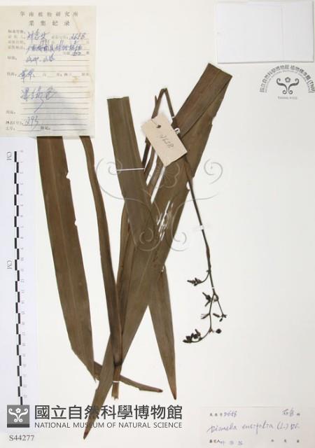 桔梗蘭藏品圖，第1張