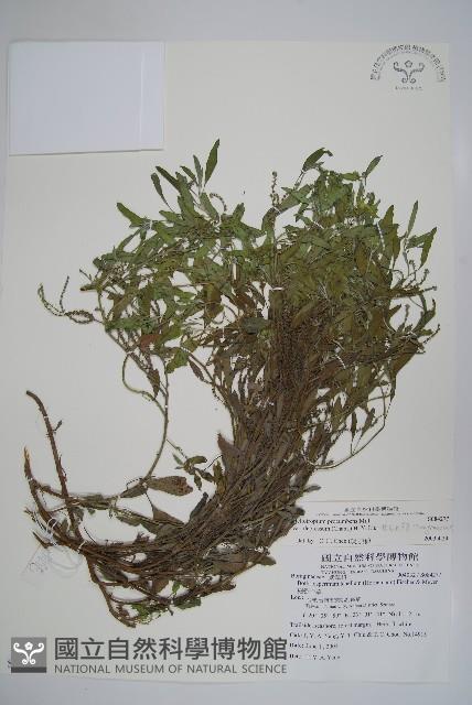 伏毛天芹菜藏品圖，第1張