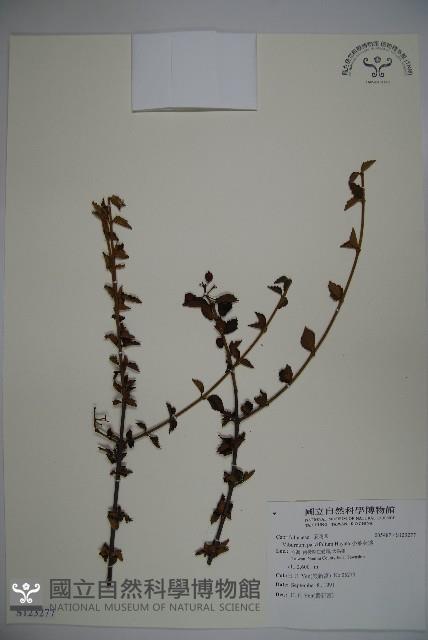 小葉莢迷藏品圖，第1張