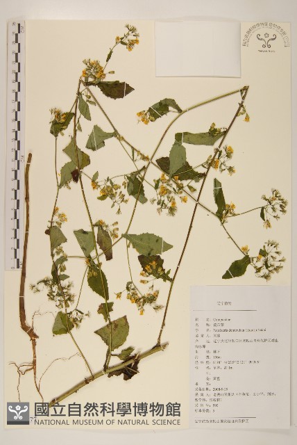 齒緣葉類苦賈菜藏品圖，第1張