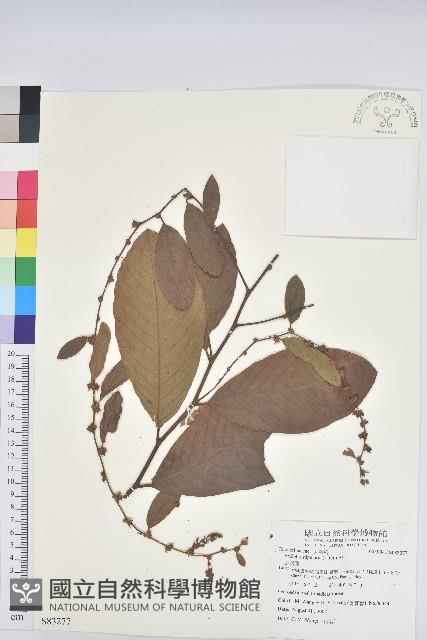 土密藤藏品圖，第1張