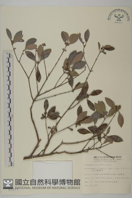 日本賽衛矛、日本假衛矛藏品圖，第1張