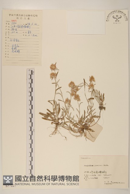 野大豆、烏豆藏品圖，第1張