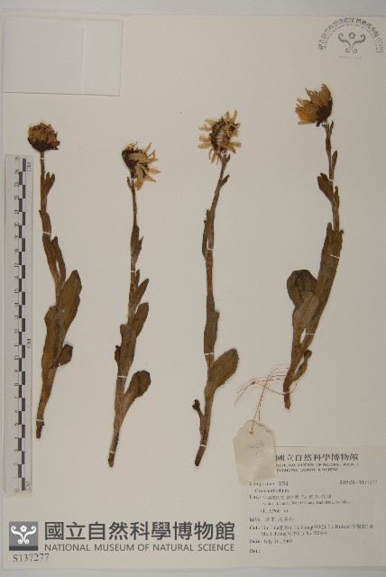 登錄號:S137277藏品圖，第1張