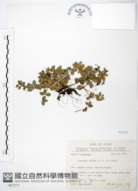 小椒草藏品圖，第1張