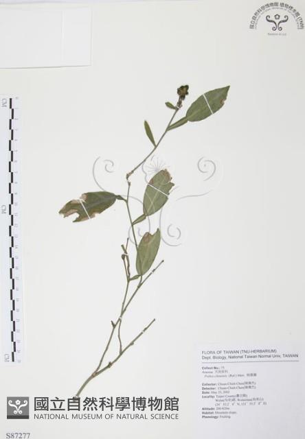 柚葉藤藏品圖，第1張