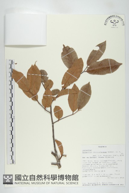 登錄號:S096477藏品圖，第1張